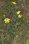 Bird's-foot trefoil